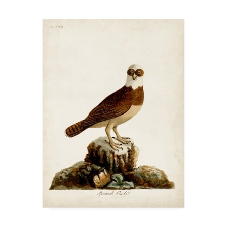 John Latham 'Spectacle Owl' Canvas Art,35x47
